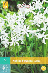 Karta - Nerinka Bowdenova ALBA (Nerine) (2 cibule) "C"