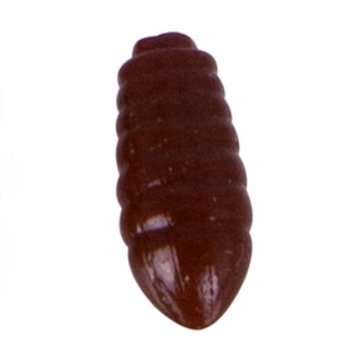 Gumové nástrahy - larva Vzor DB