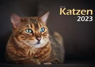 Katzen 2023 Bildkalender A3 quer - Oliver Giel