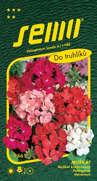 Pelargonie páskatá - směs 11s