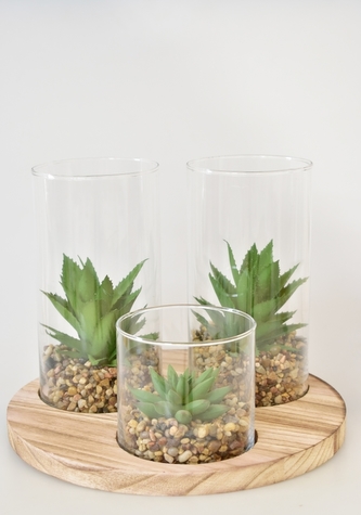 Sukulenty ve skleněných válcích na dřevěné podložce B