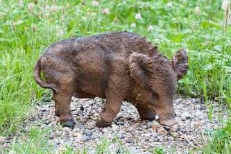Prase divoké menší