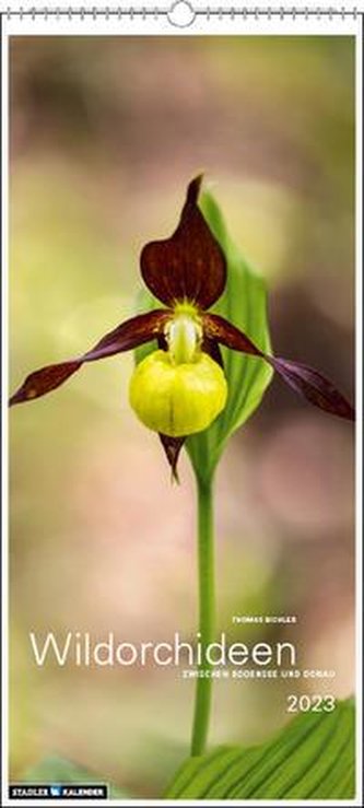 Wildorchideen 2023