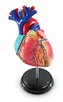 Anatomiczny model serca