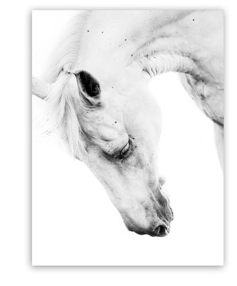 Obraz na plátně HORSE PORTRA 60x80 cm Styler