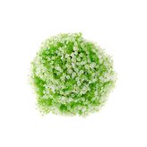 Buxus s bílou kytičkou, 0/120