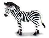 Zebra - młode