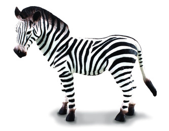 Zebra - młode