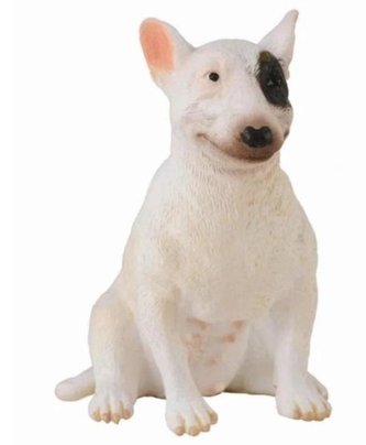 Pies rasy Bullterier - suka