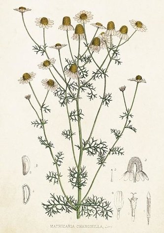 Karnet ST411 B6 + koperta Rumianek