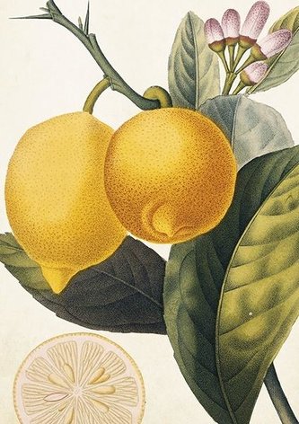 Karnet ST367 B6 + koperta Cytryna