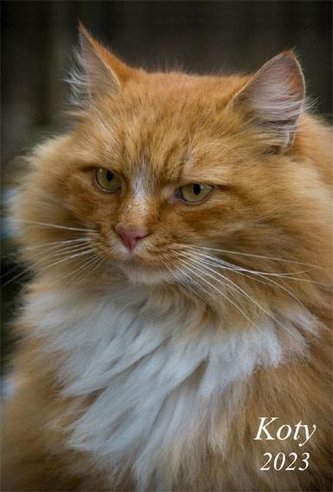 Kalendarz 2023 Ścienny wieloplanszowy Koty