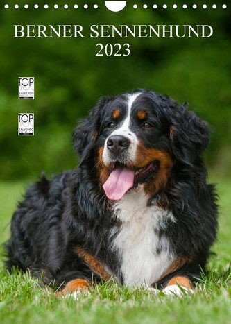 Berner Sennenhund 2023 (Wandkalender 2023 DIN A4 hoch)