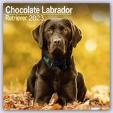 Chocolate Labrador Retriever - Brauner Labrador 2023 - 16-Monatskalender