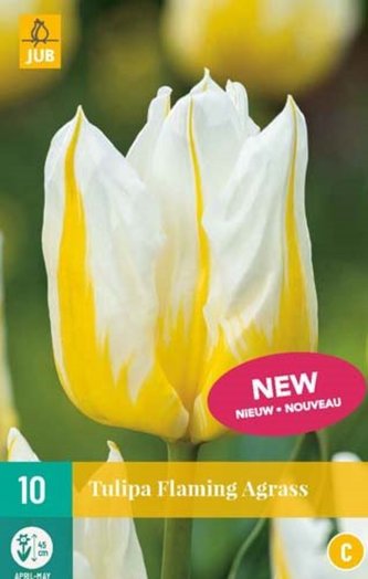 Karta - Tulipán - Flaming Agrass (10 cibulí) "C"