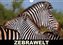 ZEBRAWELT (Wandkalender 2023 DIN A4 quer)