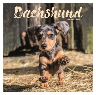 Dachshund Square Wall Calendar 2021