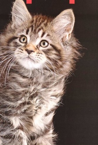 Kalendarz 2023 Ścienny Koty