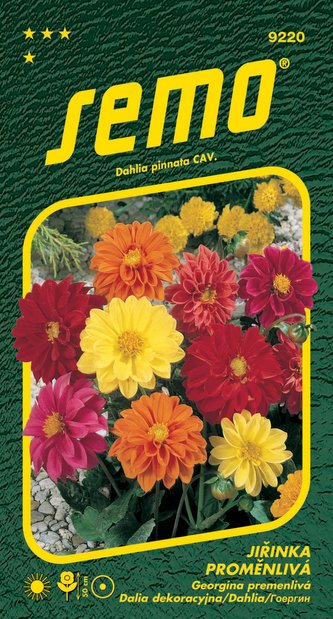 Jiřinka proměnlivá - Kompakt nízká směs 1g