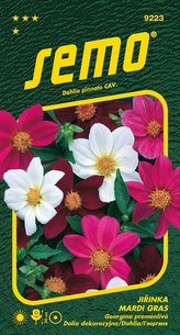 Jiřinka proměnlivá - Mardi Gras 0,3g