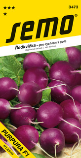 Ředkvička fialová - Purpura F1 rychl,pole 1,5g