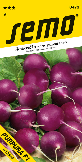 Ředkvička fialová - Purpura F1 rychl,pole 1,5g