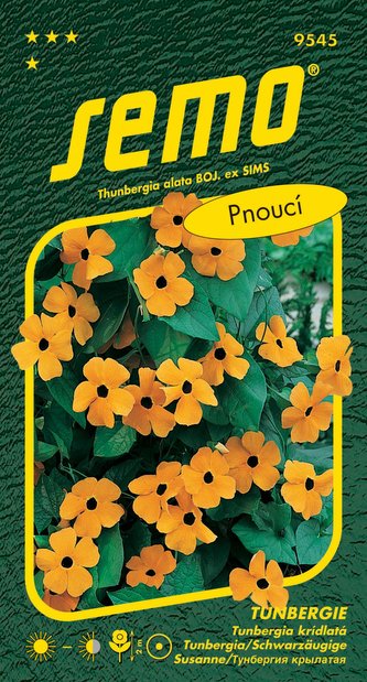 Černooká Zuzana (Tunbergie) - oranžová s okem pnoucí 1g