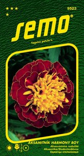 Aksamitník rozkladitý - Harmony Boy 30s