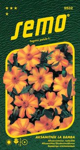 Aksamitník rozkladitý - La Bamba 40s