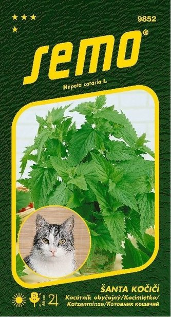 Šanta kočičí - Cat Grass 30cm, modré květy 0,2g