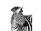 DEKA ANIMALS 150X200CM ZEBRA 3D