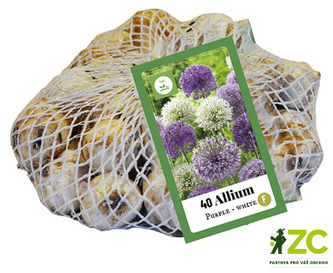 Síťka - XXL - Česnek Allium Purple-White (40 cibulí)