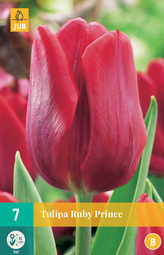 Karta - Tulipán - Ruby Prince (7 cibulí) "B"