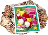 Síťka - XXL - Tulipán Triumph Mix (50 cibulí)
