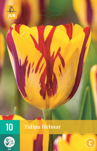 Karta - Tulipán - Helmar (7 cibulí) "C"