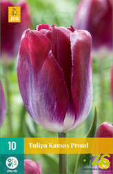 Karta - Tulipán - Kansas Proud (10 cibulí) "C"