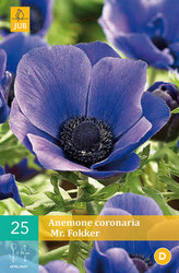 Karta - Sasanka - Anemone Coronaria Mr. Fokker (15 cibulí) "C"