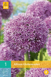 Karta - Česnek - Allium Globemaster (1 cibule) "C"