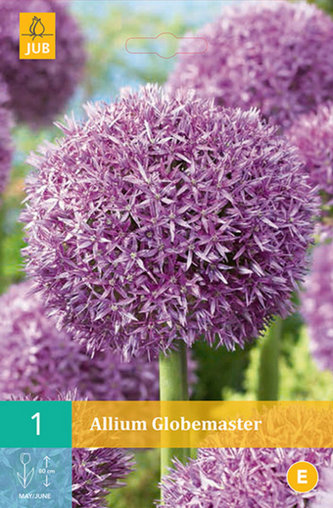 Karta - Česnek - Allium Globemaster (1 cibule) "C"