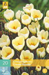 Karta - Krokus - Cream Beauty (15 cibulí) "B"