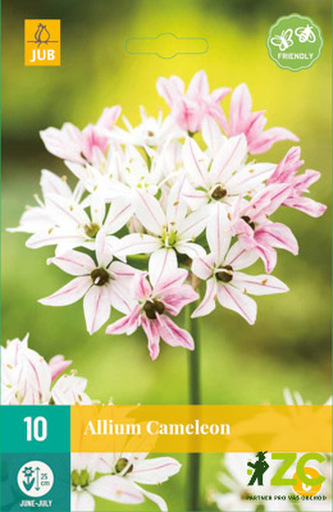 Karta - Česnek - Allium Cameleon (10 cibulí) "B"