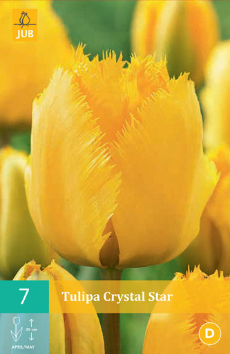 Karta - Tulipán - Crystal Star (7 cibulí) "B"