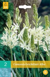 Karta - Ladoník - Camassia Leichtlinii Alba (2 cibule) "B"