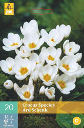Karta - Krokus - Ard Schenk (15 cibulí) "C"