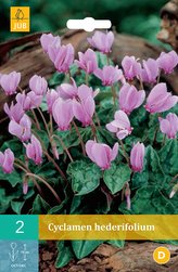 Karta - Brambořík - Cyclamen Hederifolium (2 cibule) "B"