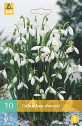 Karta - Sněženka - Galanthus Elwesii (10 cibulí) "C"