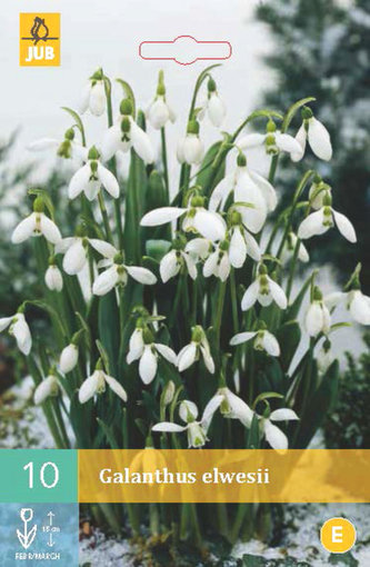 Karta - Sněženka - Galanthus Elwesii (10 cibulí) "C"