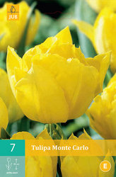 Karta - Tulipán - Monte Carlo (7 cibulí) "C"