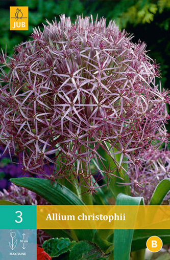 Karta - Česnek - Allium Christophii (3 cibule) "A"