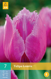 Karta - Tulipán - Louvre (7 cibulí) "C"